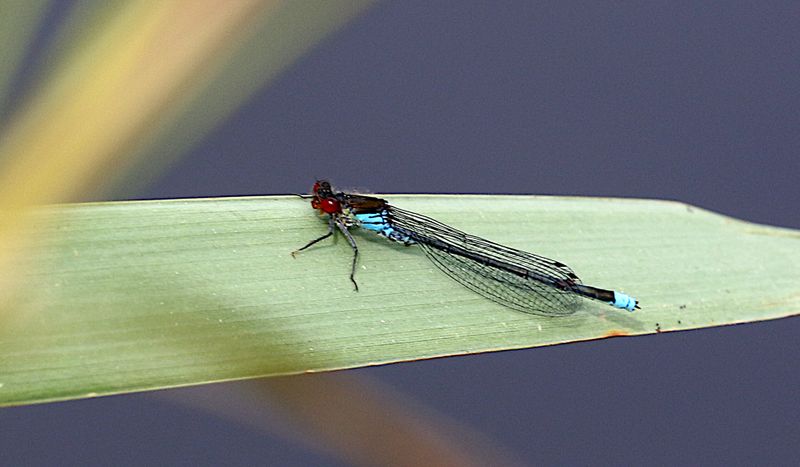 Strre Rdgonflickslnda (Erythromma najas) Red-eyed Damselfly