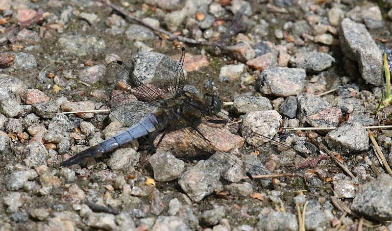 Strre Sjtrollslnda (Orthetrum cancellatum) Black-tailed Skimmer