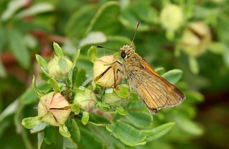 ngssmygare (Ochlodes sylvanus) Large Skipper