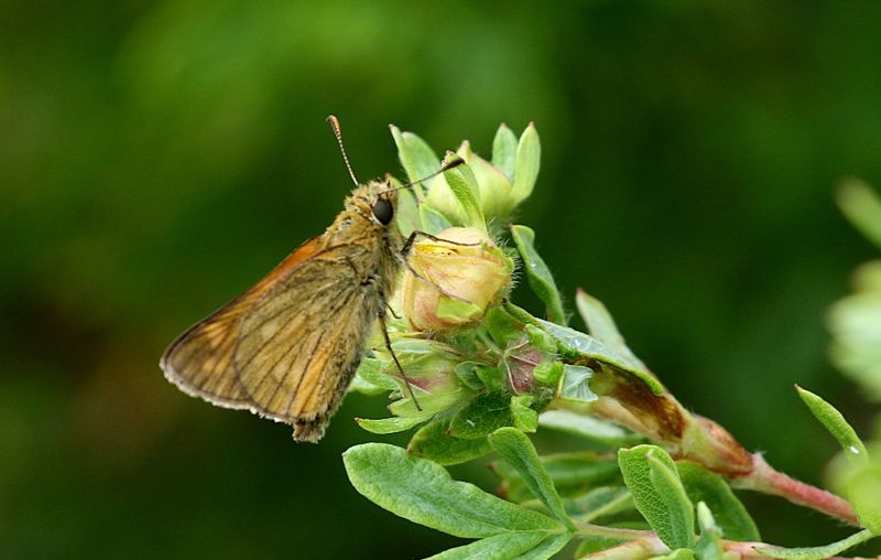 ngssmygare (Ochlodes sylvanus) Large Skipper