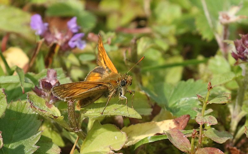 Ängssmygare (Ochlodes sylvanus) Large Skipper