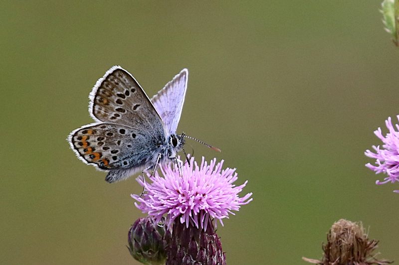 Ljungblvinge (Plebejus argus) Silver-studded Blue