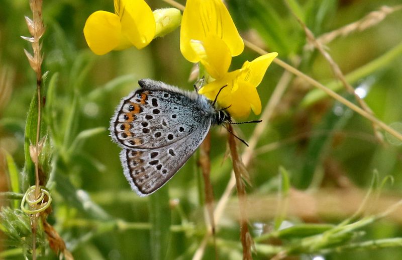 Ljungblvinge (Plebejus argus) Silver-studded Blue