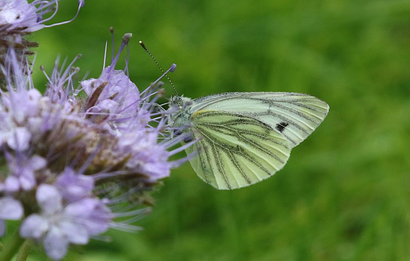 Rapsfjril (Pieris napi) Green-veined White