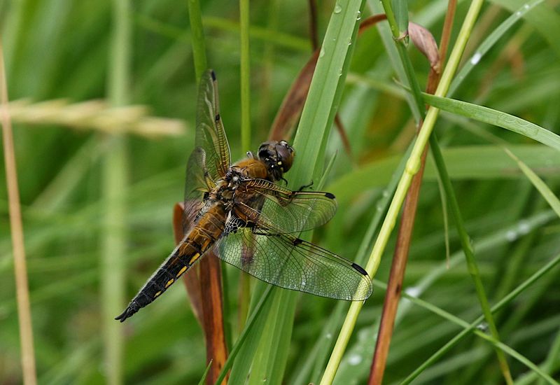 Fyrflckad Trollslnda (Libellula quadrimaculata) Four-spotted Skimmer
