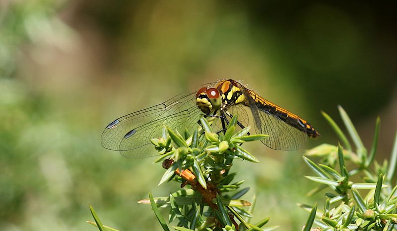 Svart ngstrollslnda (Sympetrum danae) Blackmeadowhawk