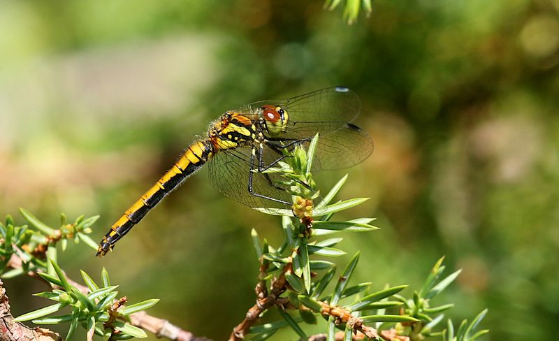 Svart ngstrollslnda (Sympetrum danae) Blackmeadowhawk