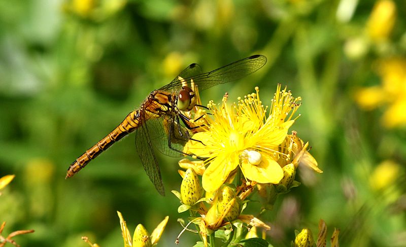 Blodrd ngstrollslnda (Sympetrum sanguineum) Ruddy Darter