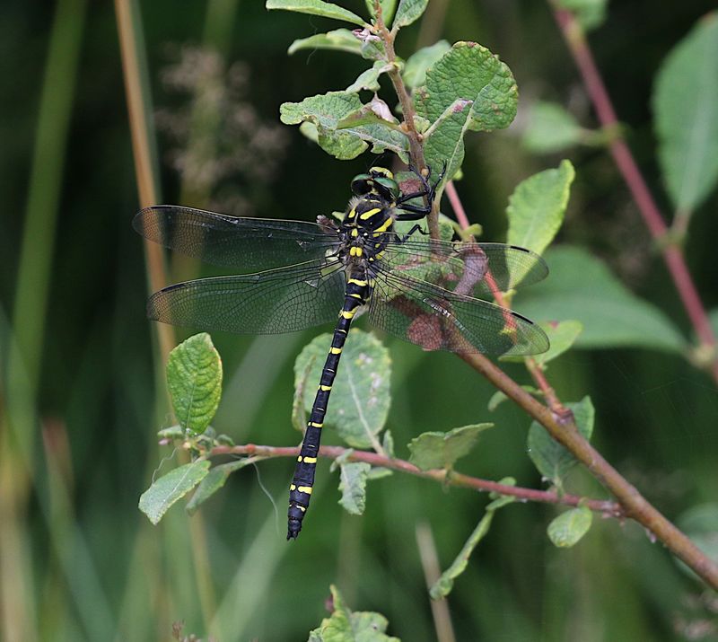 Kungstrollslnda (Cordulegaster boltonii) Golden-ringed Dragonfly