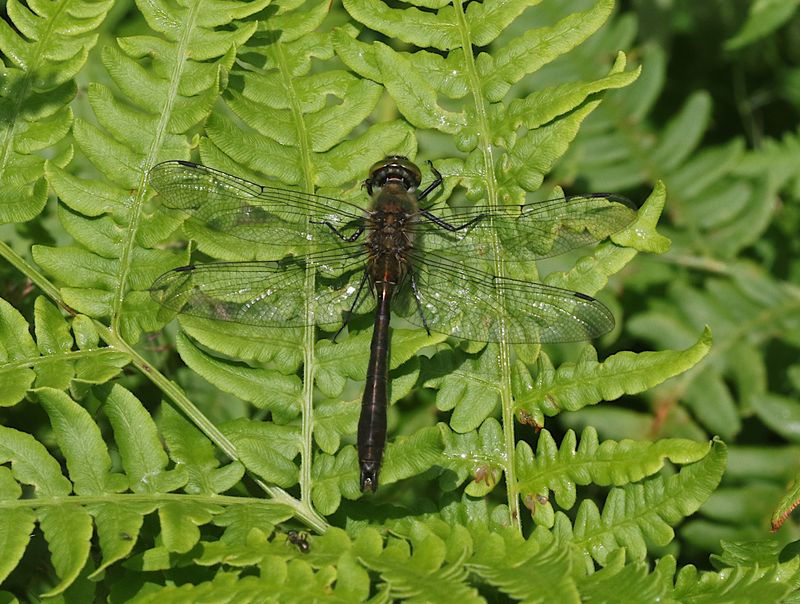 Guldtrollslnda (Cordulia aenea) Downy Emerald