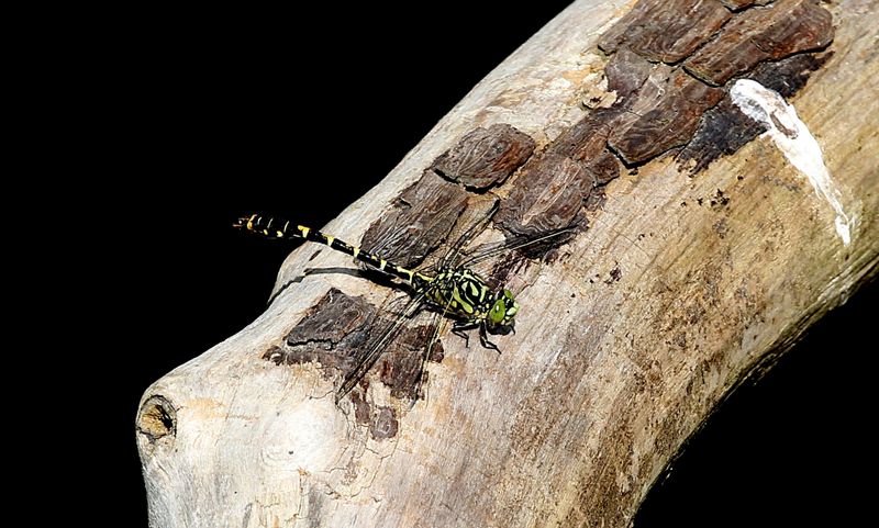 Stenflodtrollslnda (Onychogomphus forcipatus) Small Pincertail