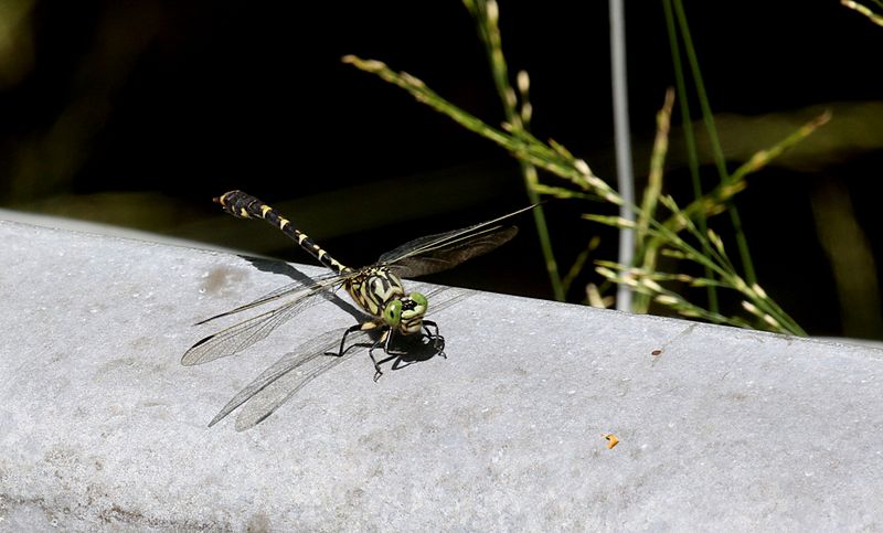 Stenflodtrollslnda (Onychogomphus forcipatus) Small Pincertail