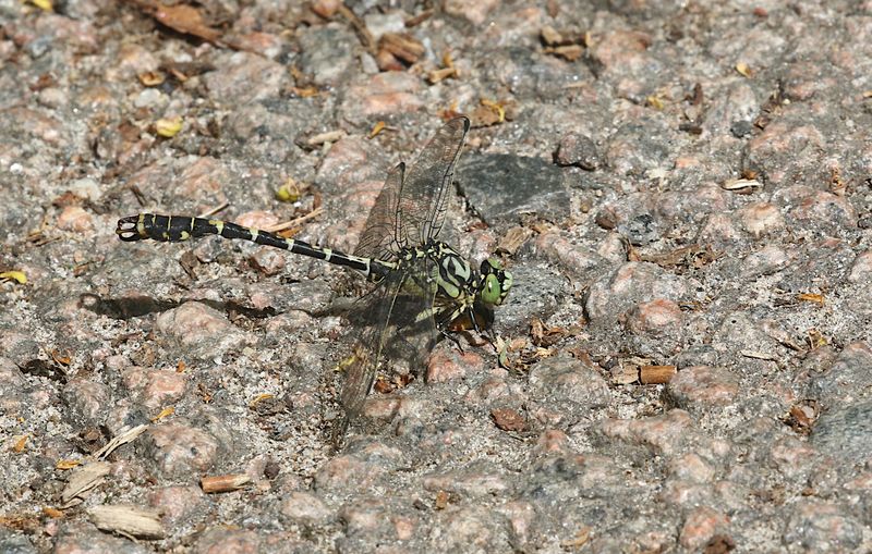 Stenflodtrollslända (Onychogomphus forcipatus) Small Pincertail