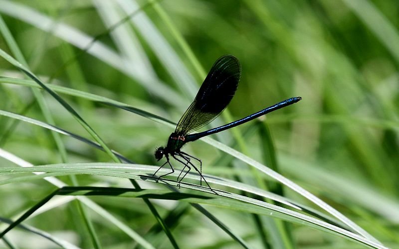 Blbandad jungfruslnda (Calopteryx splendens) Blue-banded Demoiselle 