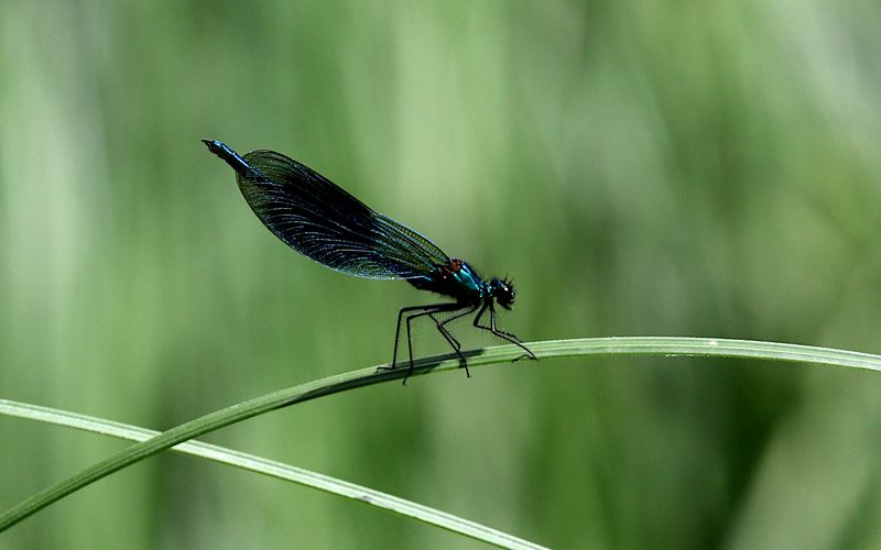 Blbandad jungfruslnda (Calopteryx splendens) Blue-banded Demoiselle 