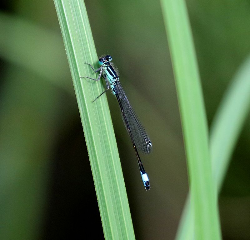 Strre Kustflickslnda (Ischnura elegans) Blue-tailed Damselfly