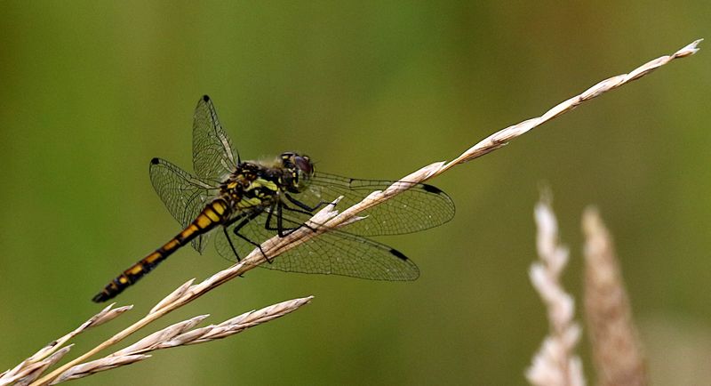 Svart ngstrollslnda (Sympetrum danae) Blackmeadowhawk
