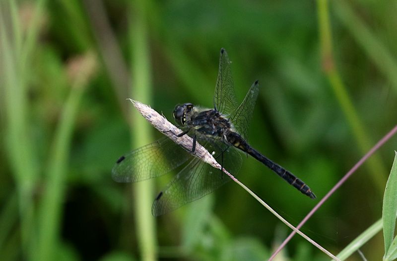  Svart ngstrollslnda (Sympetrum danae) Blackmeadowhawk