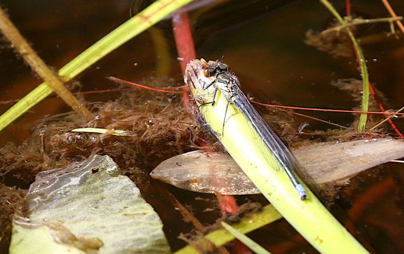  Strre Rdgonflickslnda (Erythromma najas) Red-eyed Damselfly