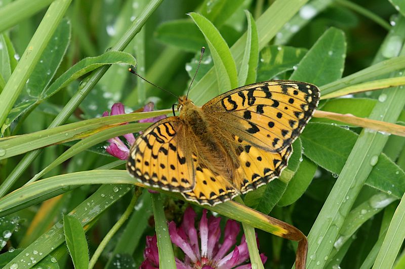 ngsprlemorfjril (Argynnis aglaja) Dark Green Fritallary