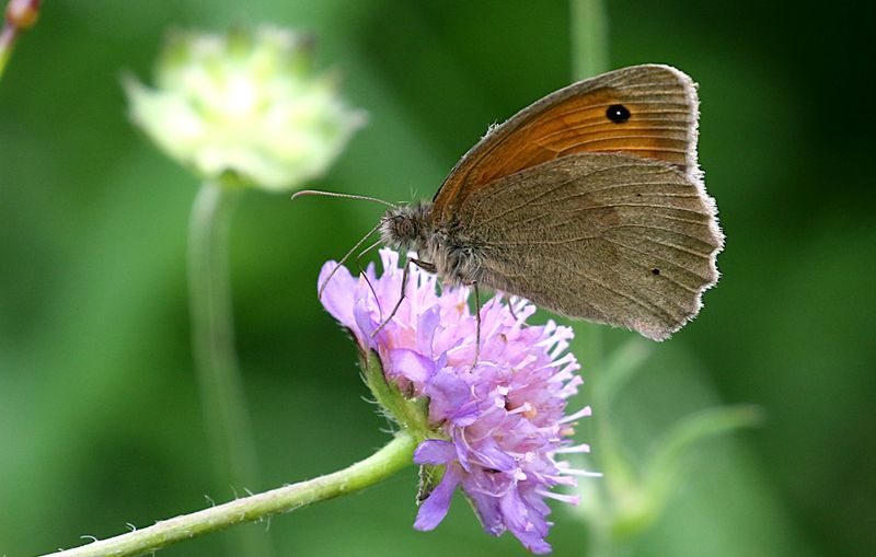 Slttergrsfjril (Maniola jurtina) Meadow Brown