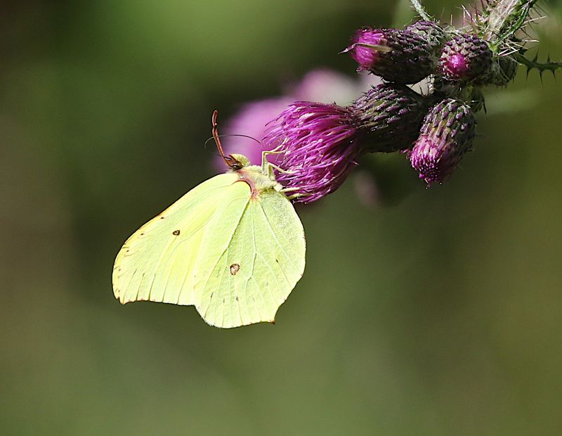 Citronfjril (Gonepteryx rhamni) Common Brimstone