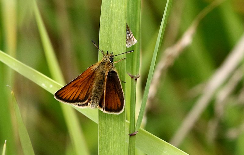 Mindre Ttelsmygare (Thymelicus lineola) Essex Skipper