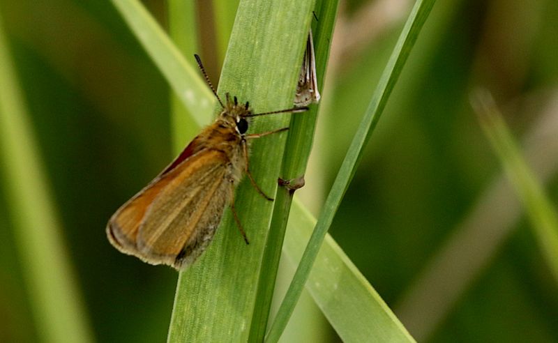 Mindre Ttelsmygare (Thymelicus lineola) Essex Skipper