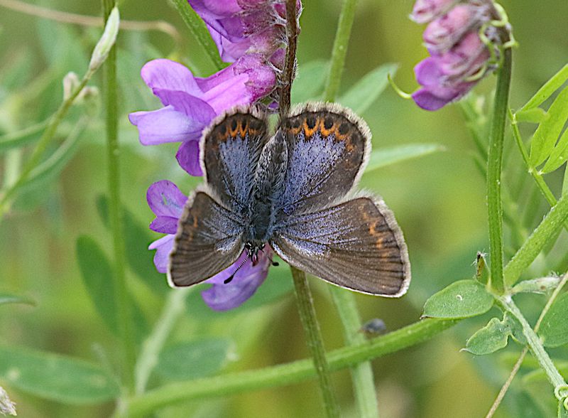 Hedblvinge (Plebejus idas) Northern blue
