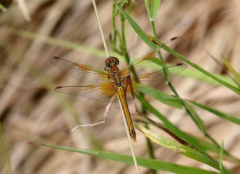 Gulflckad ngstrollslnda (Sympetrum flaveolum) Yellow-winged Darter