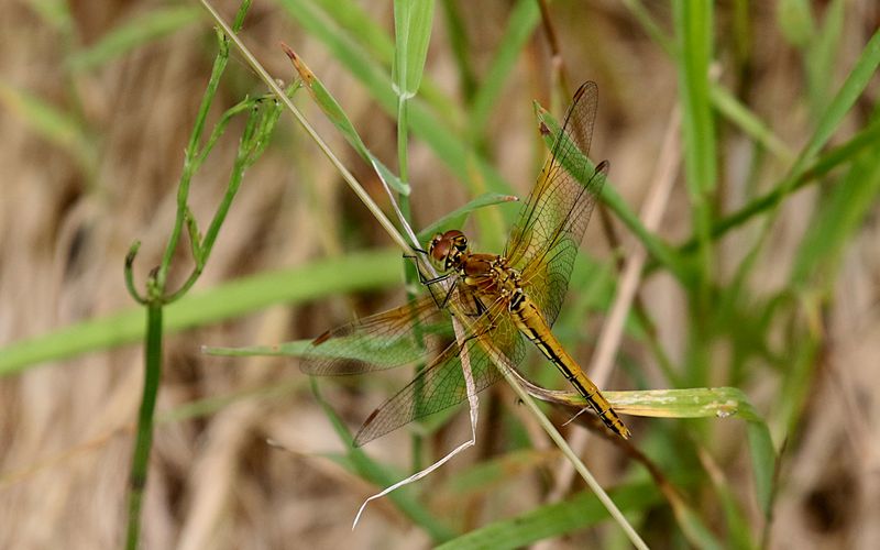 Gulflckad ngstrollslnda (Sympetrum flaveolum) Yellow-winged Darter