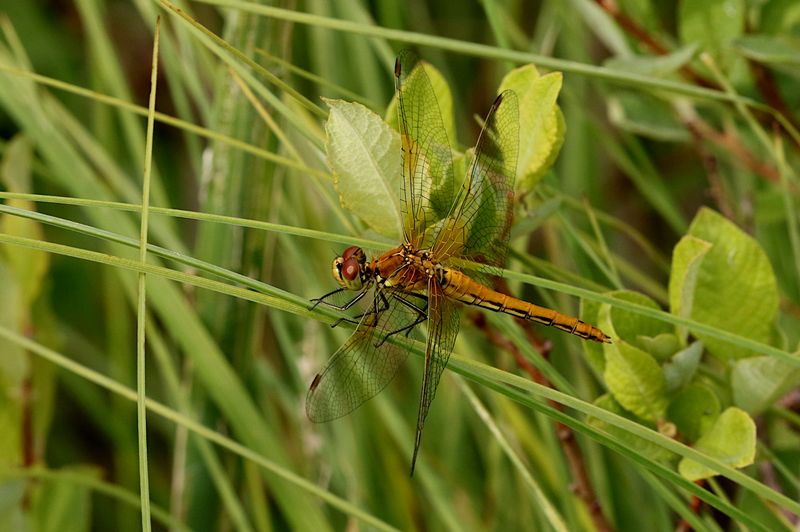 Gulflckad ngstrollslnda (Sympetrum flaveolum) Yellow-winged Darter
