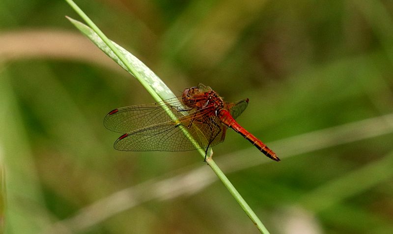 Gulflckad ngstrollslnda (Sympetrum flaveolum) Yellow-winged Darter