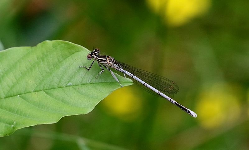 Flodflickslnda (Platycnemis pennipes) White-legged Damselfly