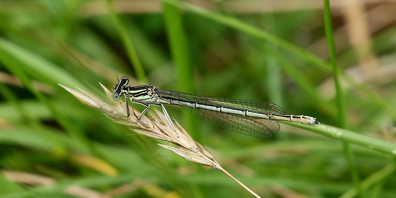 Flodflickslnda (Platycnemis pennipes) White-legged Damselfly