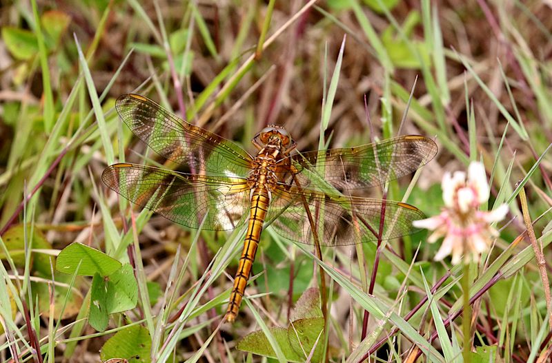 Mindre Sjtrollslnda (Orthetrum coerulescens) Keeled Skimmer
