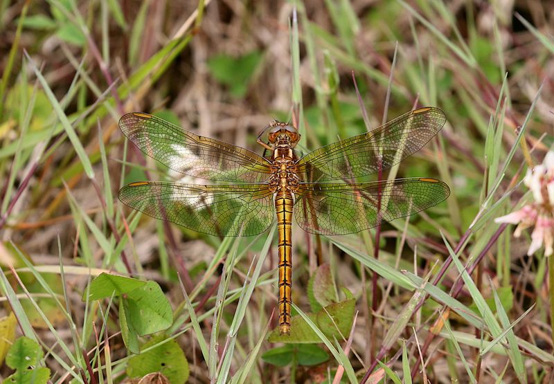 Mindre Sjtrollslnda (Orthetrum coerulescens) Keeled Skimmer