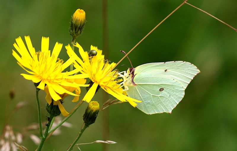 Citronfjril (Gonepteryx rhamni) Common Brimstone