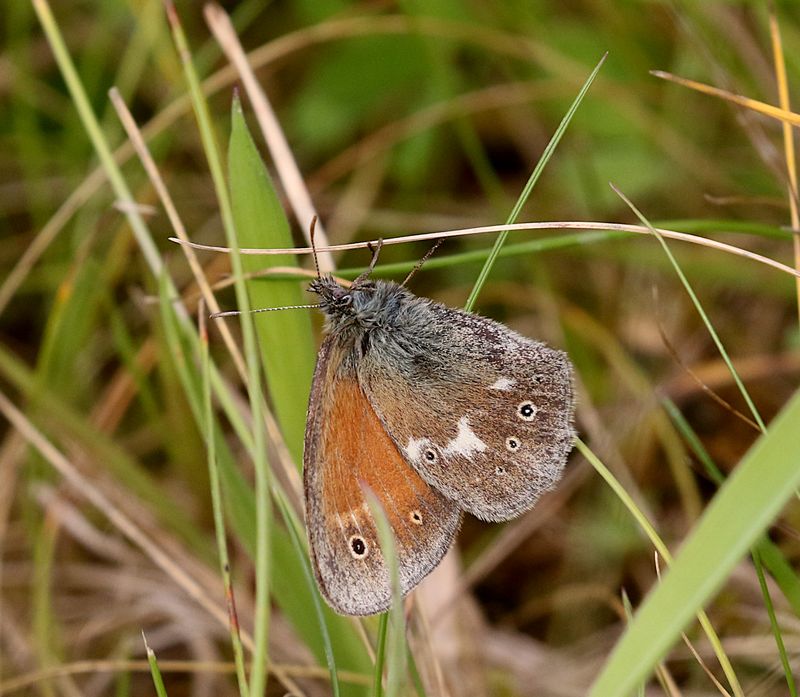 Starrgrsfjril  (Coenonympha tullia) Large Heath