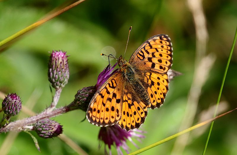  lggrsprlemorfjril (Brenthis ino) Lesser Marbled Fritillary