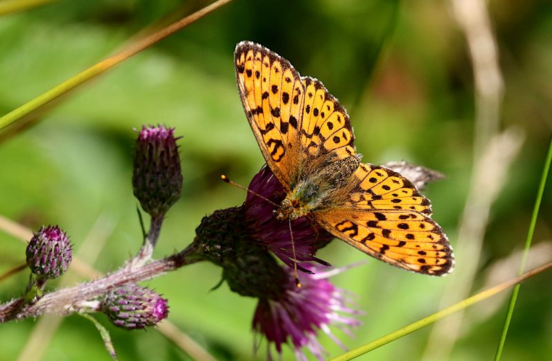  lggrsprlemorfjril (Brenthis ino) Lesser Marbled Fritillary