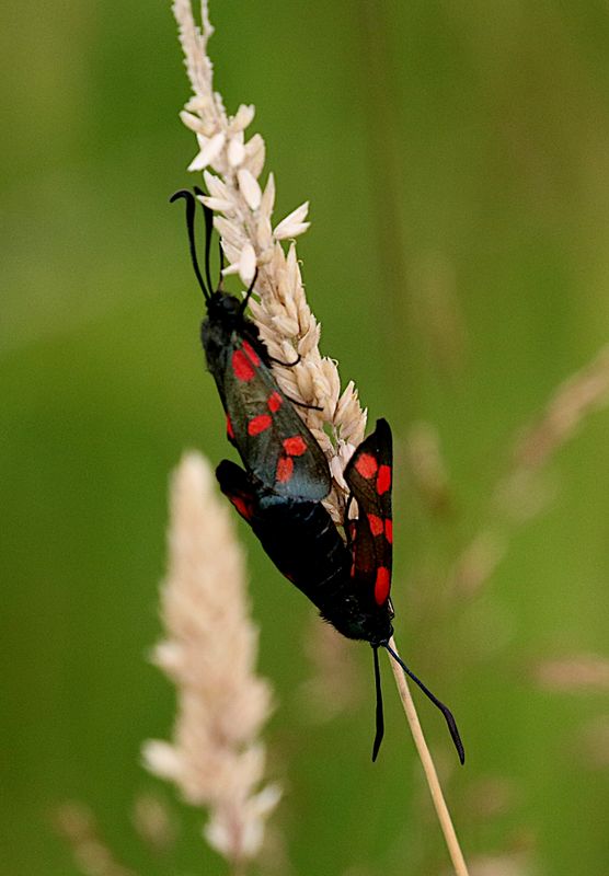 Six-spot Burnet (Zygaena filipendulae) Sexflckad bastardsvrmare