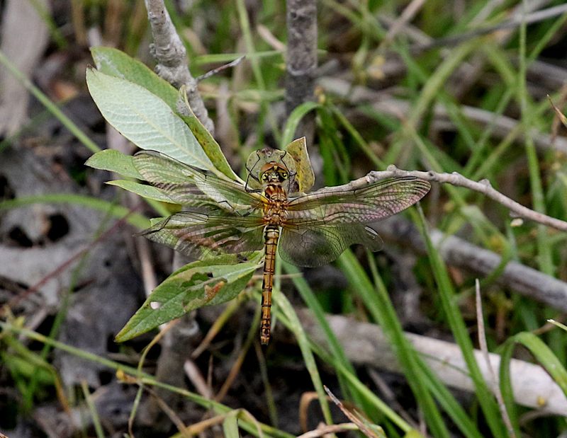 Strre ngstrollslnda (Sympetrum striolatum) Common Darter