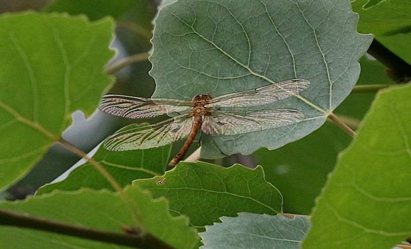 Strre ngstrollslnda (Sympetrum striolatum) Common Darter