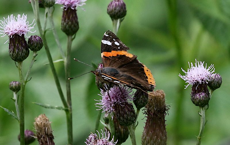 Amiral (Vanessa atalanta) RedAdmiral