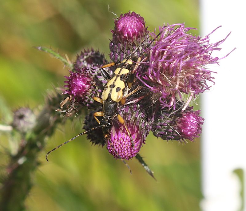 Fläckig Blombock (Rutpela maculata) Spotted Longhorn Beatle
