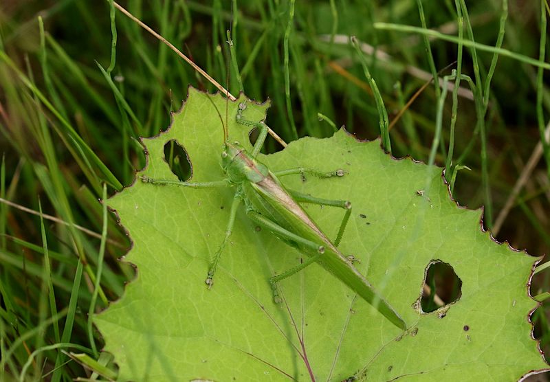 Grön Vårtbitare (Tettigonia viridissima) Great Green Bush Cricket