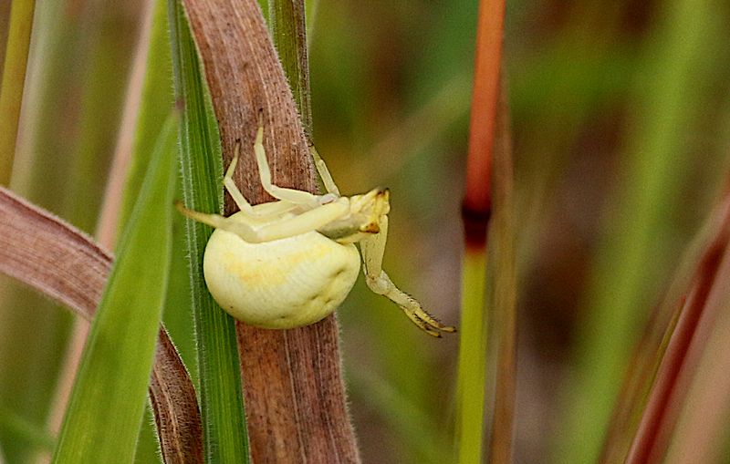 Blomkrabbspindel (Misumena vatia) Crab Spider