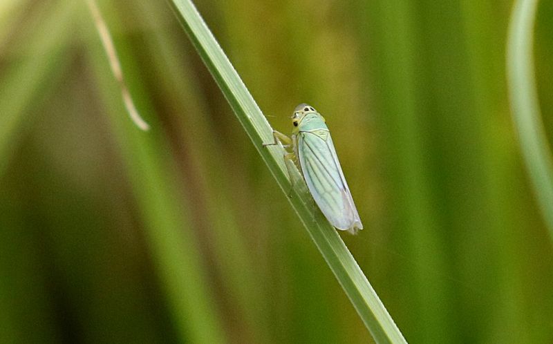 Blågrön Kärrstrit (Cicadella viridis) Green Leafhopper