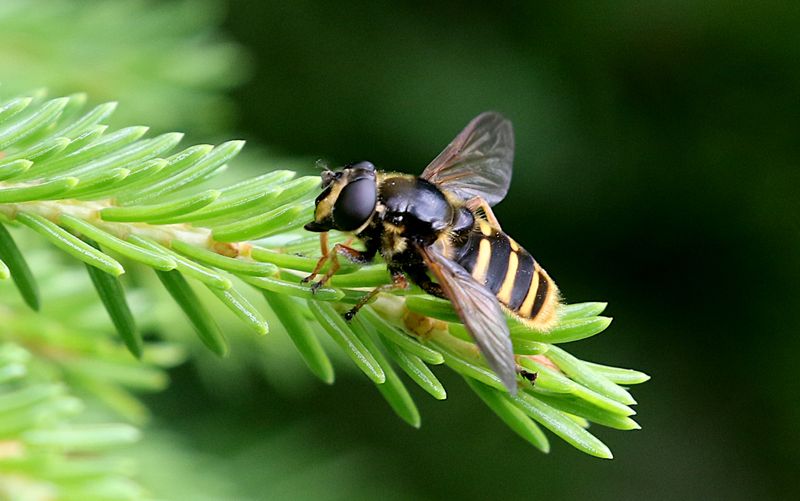Ljungtorvblomfluga (Sericomyia silentis) Bog Hoverfly